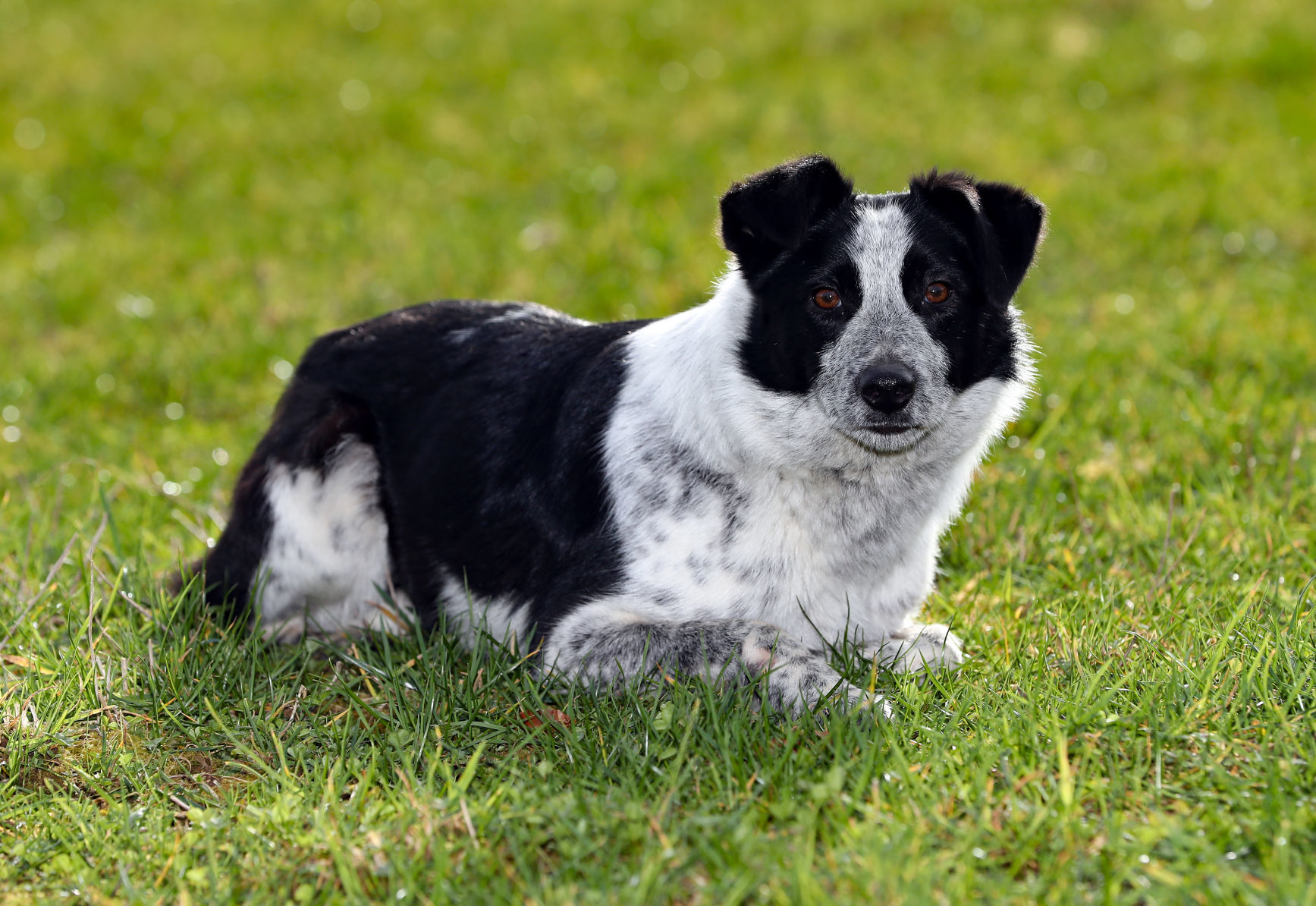 World's most expensive dog
